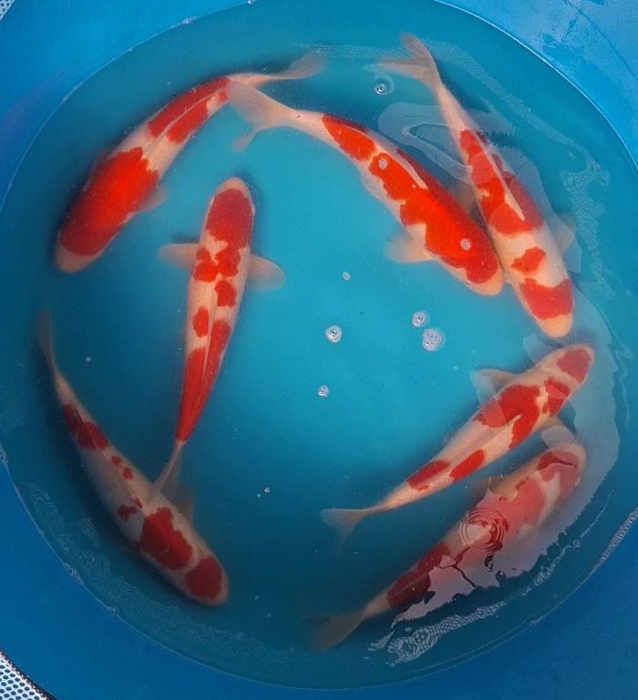 Kohaku